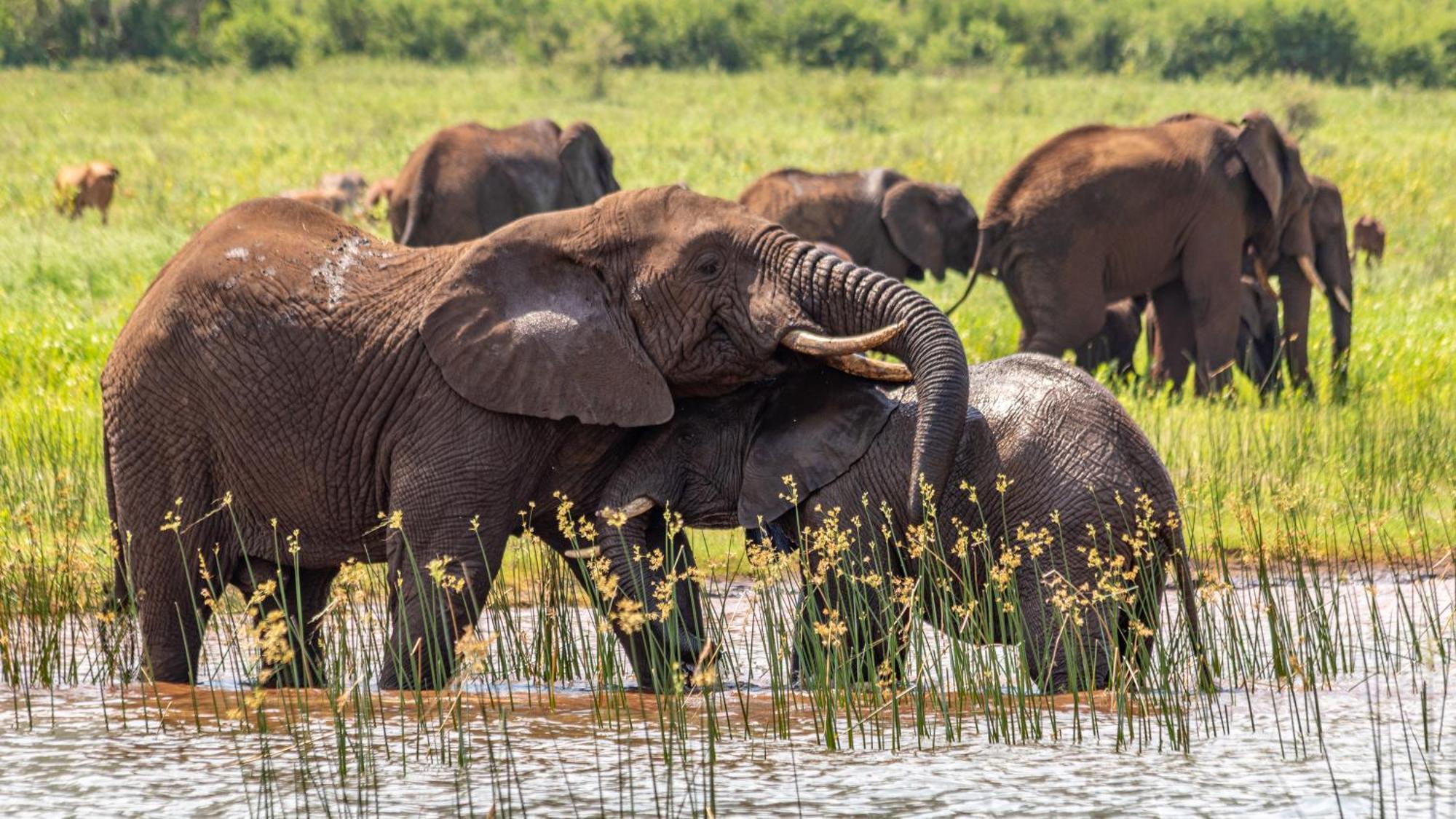 Africamps At White Elephant Safaris Pongola Ngoại thất bức ảnh